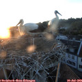 21_05-nest.jpg
