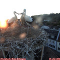 21_15-nest.jpg