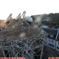21_20-nest.jpg