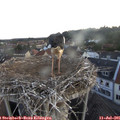 05_35-nest.jpg