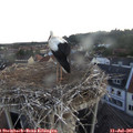 05_40-nest.jpg