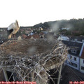 05_45-nest.jpg