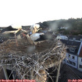 05_50-nest.jpg