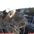 05_55-nest.jpg
