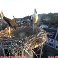 06_00-nest.jpg