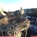 06_05-nest.jpg