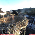 06_10-nest.jpg