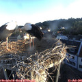 06_15-nest.jpg
