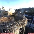06_20-nest.jpg
