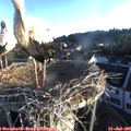 06_25-nest.jpg