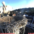 06_35-nest.jpg