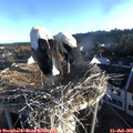 06_45-nest.jpg
