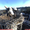 06_50-nest.jpg