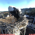 06_55-nest.jpg