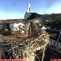 07_10-nest.jpg