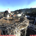 07_15-nest.jpg