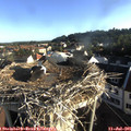 07_20-nest.jpg