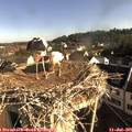 08_20-nest.jpg