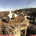 08_25-nest.jpg