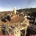 08_30-nest.jpg