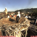 08_35-nest.jpg
