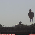 08_40-mast.jpg