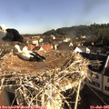 08_40-nest.jpg