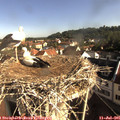 08_45-nest.jpg