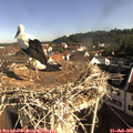 08_50-nest.jpg