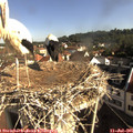 08_55-nest.jpg
