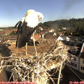 09_00-nest.jpg