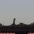 09_10-mast.jpg