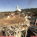 09_50-nest.jpg