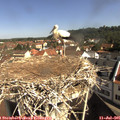 09_55-nest.jpg
