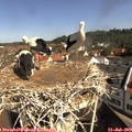 10_05-nest.jpg