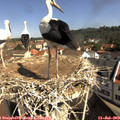 10_10-nest.jpg