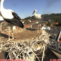 10_15-nest.jpg