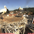 10_20-nest.jpg