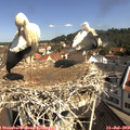 10_25-nest.jpg