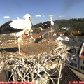 10_30-nest.jpg
