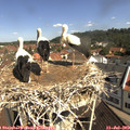 10_35-nest.jpg