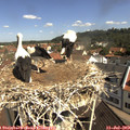 10_40-nest.jpg