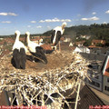 10_45-nest.jpg