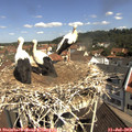 10_50-nest.jpg