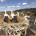 10_55-nest.jpg