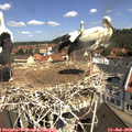 11_00-nest.jpg