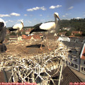 11_05-nest.jpg