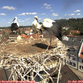 11_15-nest.jpg