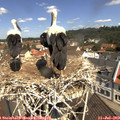 11_20-nest.jpg