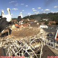 11_25-nest.jpg